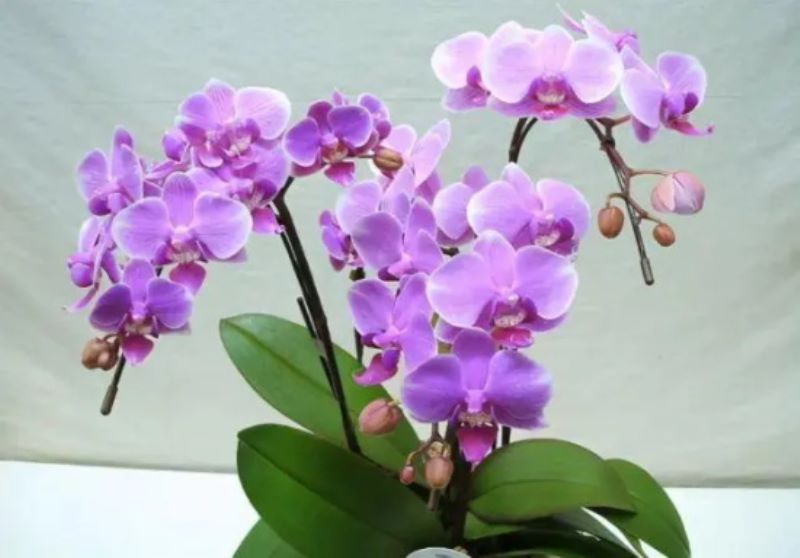 蝴蝶兰花语 蝴蝶兰传说故事「蝴蝶兰典故寓意」